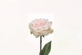 Pink Champagne Rose Live Plant – Pink Fragrant Cut Rose