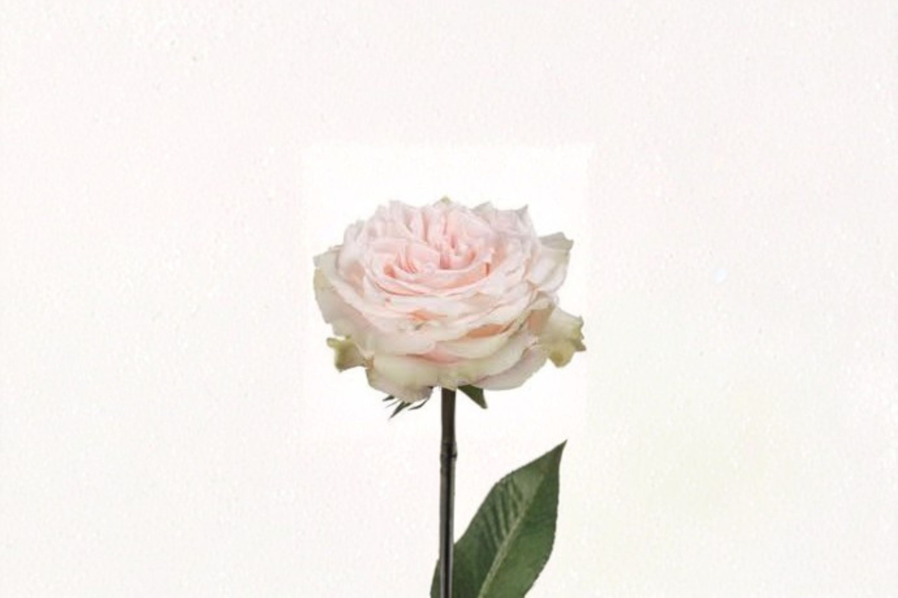 Pink Champagne Rose Live Plant – Pink Fragrant Cut Rose