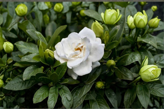 Veitchii Gardenia Jasminoides Live Bare Root Plant – 8–12 Inch – Double White Flowers