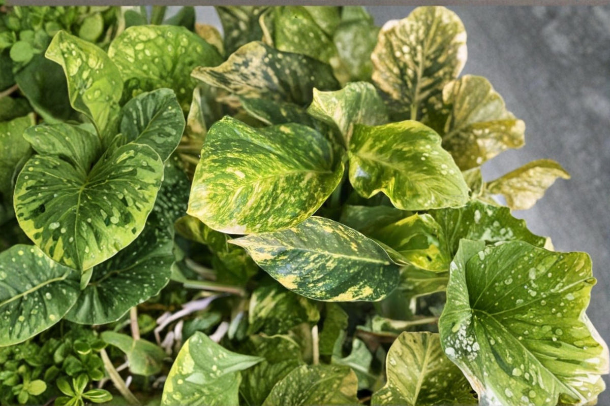 Variegated Golden Pothos Hawaiian Cutting | 3 Node Juvenile Pothos Cutting | Giant Golden Pothos | Climbing Pothos | Live Plant Cutting
