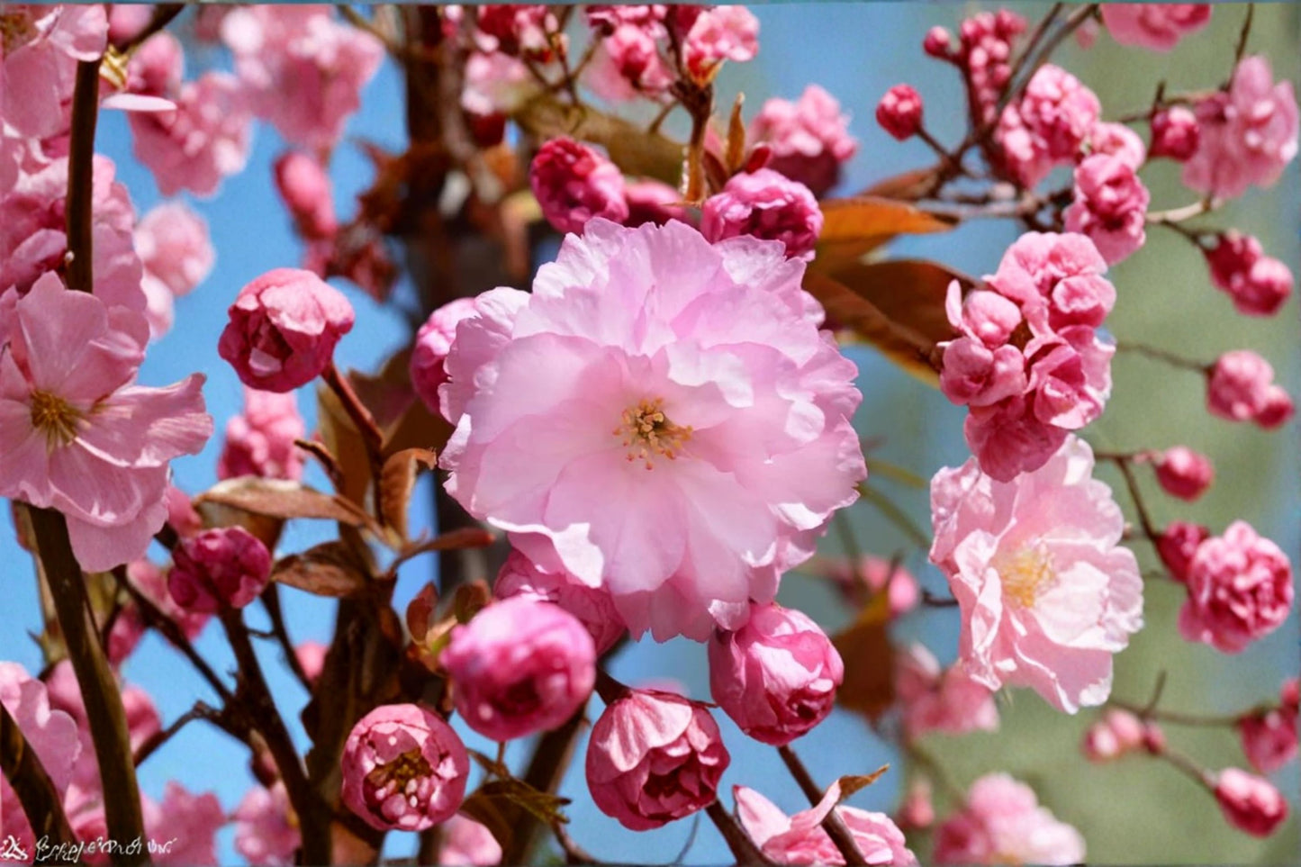 Kwanzan Cherry Live Plant – 2.5" Pot – Flowering Ornamental Cherry Tree – Prunus serrulata 'Kwanzan'