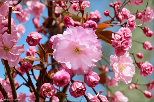 Kwanzan Cherry Live Plant – 2.5" Pot – Flowering Ornamental Cherry Tree – Prunus serrulata 'Kwanzan'