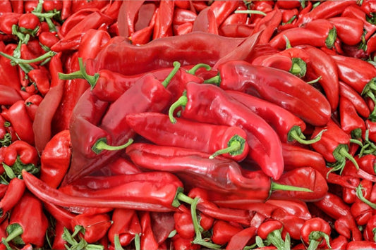 Jimmy Nardello Red Sweet Italian Pepper – 3 Live Plants – Capsicum annuum