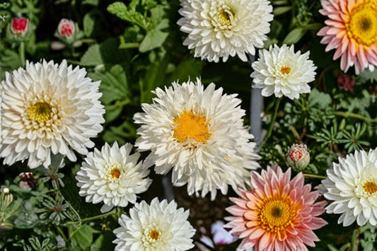 Shasta Daisy 'Rebecca' 1 Live Plant – Pollinator-Friendly Perennial