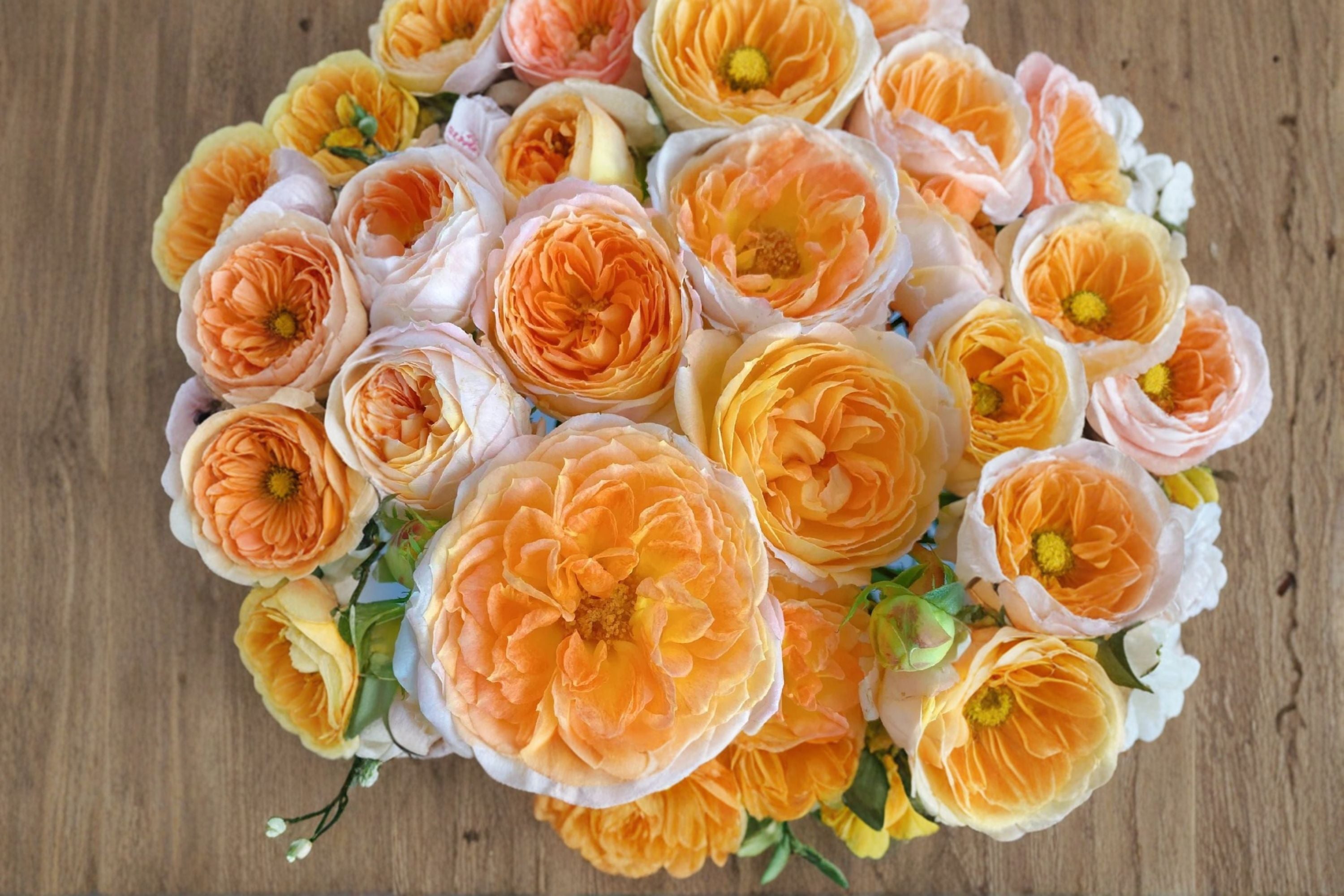 Princess Aiko Rose Live Plant – Salmon Pink Peony Rose