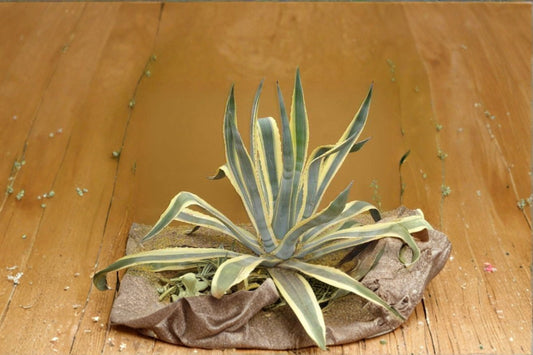 Agave Americana Marginata Live Plant – 6" Grow Pot – Bare Root
