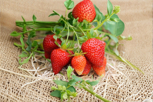 Rich Sweetness Strawberry 10 Live Plants – Everbearing – Fragaria spp.