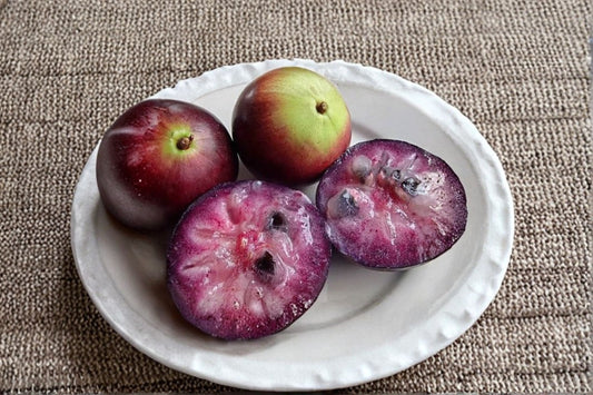 Purple Star Apple Live Seedling – Tropical Fruit Tree – Chrysophyllum cainito