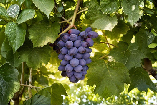 Jupiter Seedless Grape Vine 1 Live Plant – 1–2 Year Old – Vitis