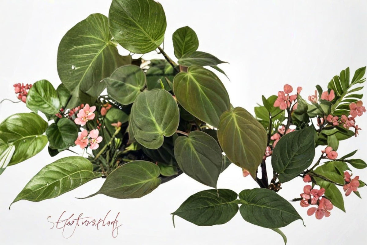 Philodendron Micans Live Plant | Velvet Leaf Philodendron | 8 Inch Hanging Basket | Trailing Houseplant | Indoor Tropical Plant