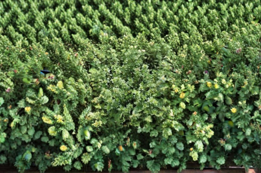 Garden Thyme 1 Plant – Thymus vulgaris