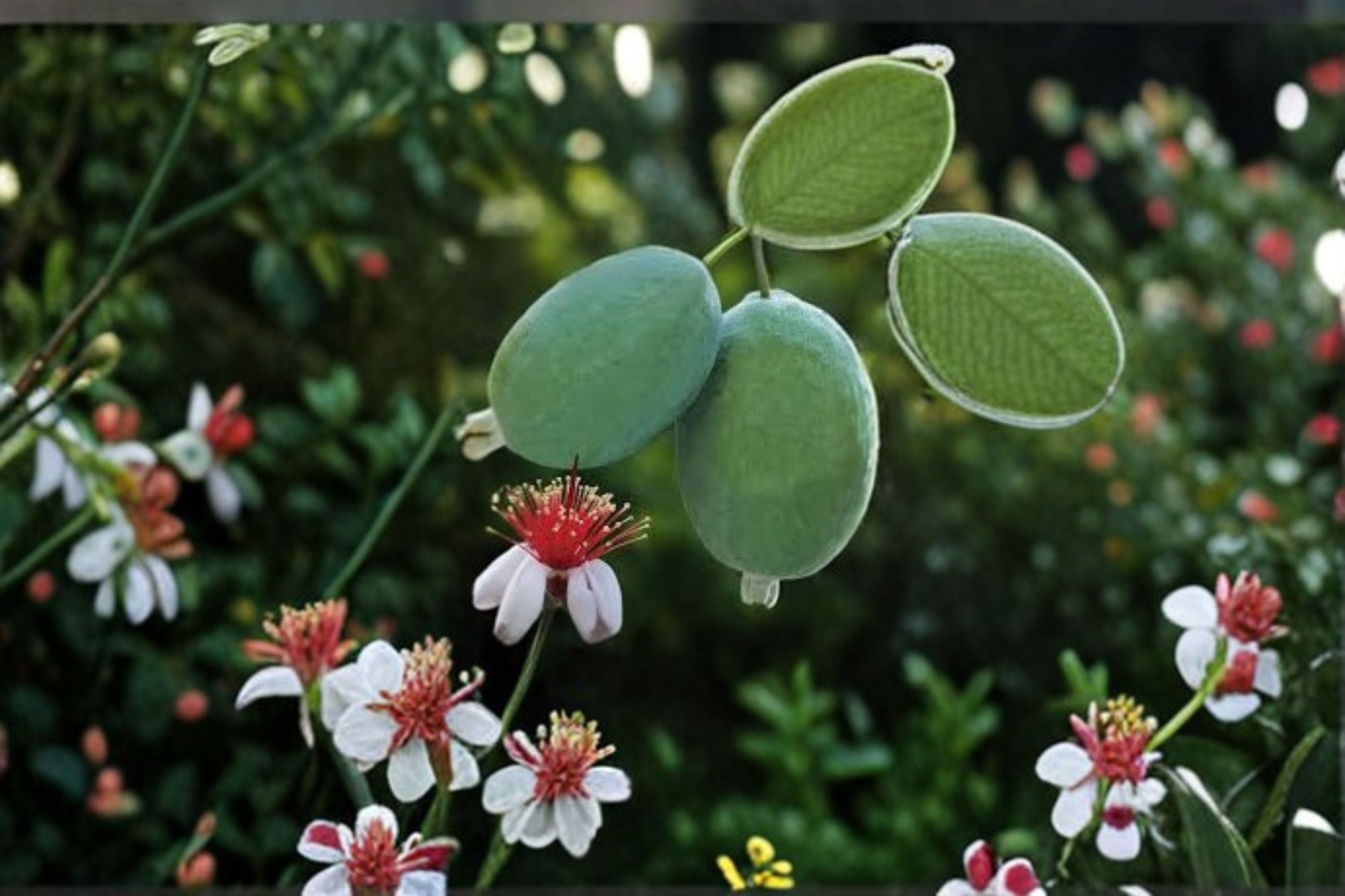 Pineapple Guava Live Plant – Edible Fruit Evergreen Shrub