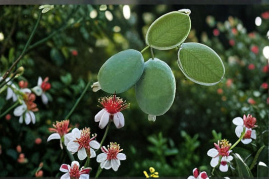 Pineapple Guava Live Plant – Edible Fruit Evergreen Shrub