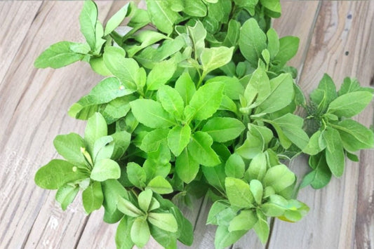 Longevity Spinach 2 Live Plants – 4–6 Inches Tall – Gynura procumbens