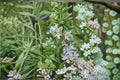 Huntington Carpet Rosemary 1 Plant – Rosmarinus officinalis ‘Huntington Carpet’