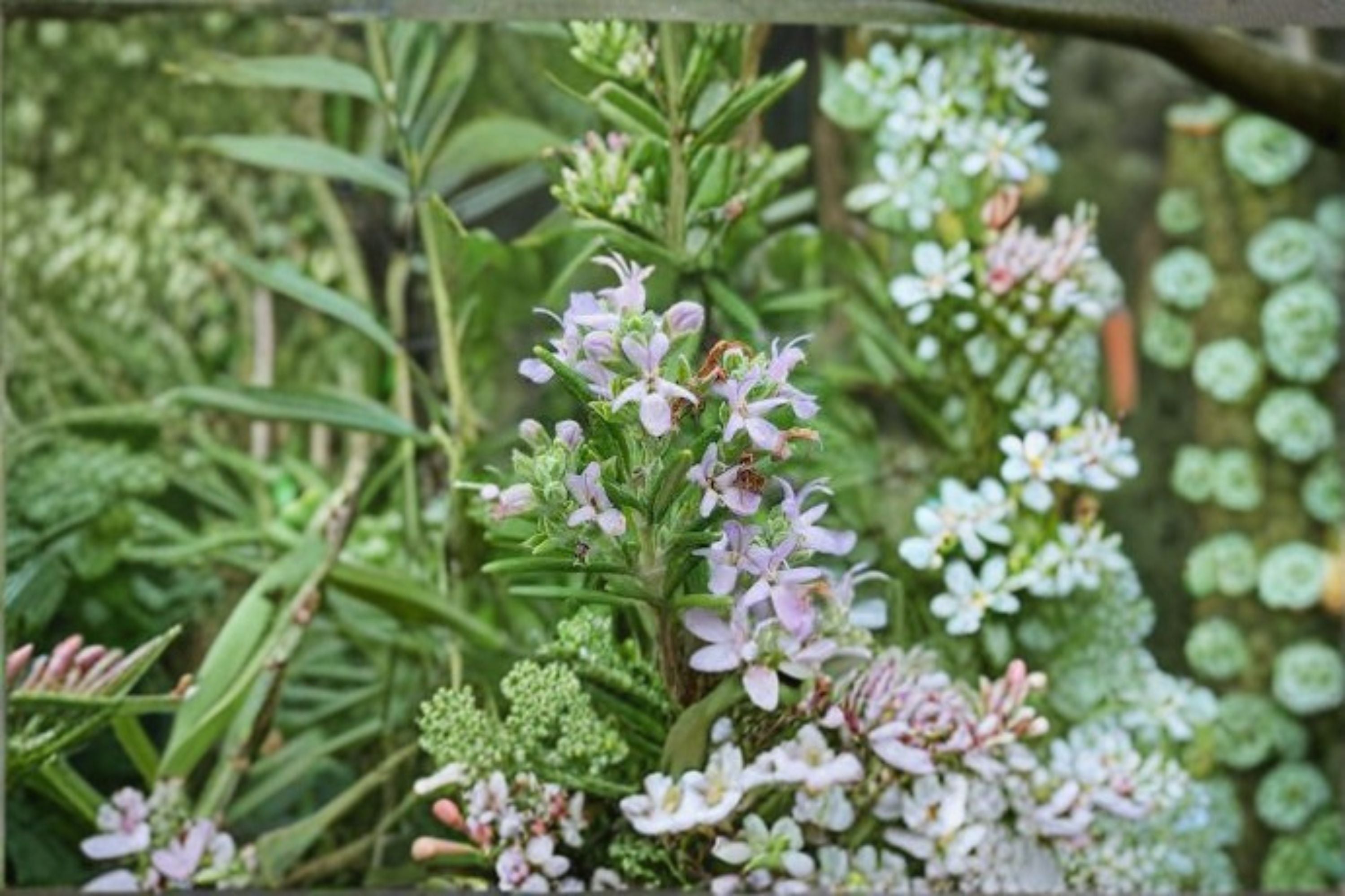Huntington Carpet Rosemary 1 Plant – Rosmarinus officinalis ‘Huntington Carpet’