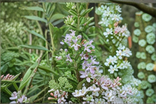 Huntington Carpet Rosemary 1 Plant – Rosmarinus officinalis ‘Huntington Carpet’