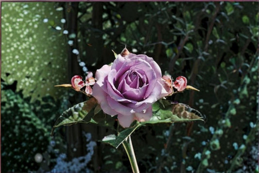 Quicksilver Climbing Rose 3 Cuttings – Rosa ‘Quicksilver’