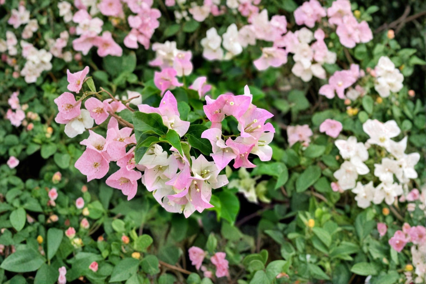 White Pink Bougainvillea Live Plant – 5–10" Tall – 4" Pot – Bougainvillea Hybrid