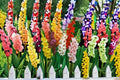 Gladiolus 3 Bulbs – Gladiolus spp.