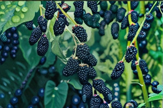 Ouachita Blackberry 5 Cuttings – Rubus fruticosus