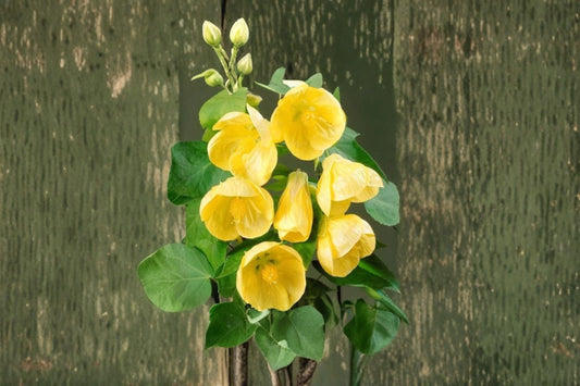 Yellow Abutilon Live Plant – 5–7 Inch Plant – Yellow Trailing Lantern Flower
