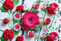 Magic Vuvuzela Rose Own Root Live Plant – Coral Pink Cut Rose