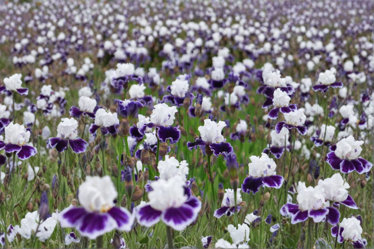 Local Ocean Iris Live Plant – Blue Violet Bearded Iris Perennial