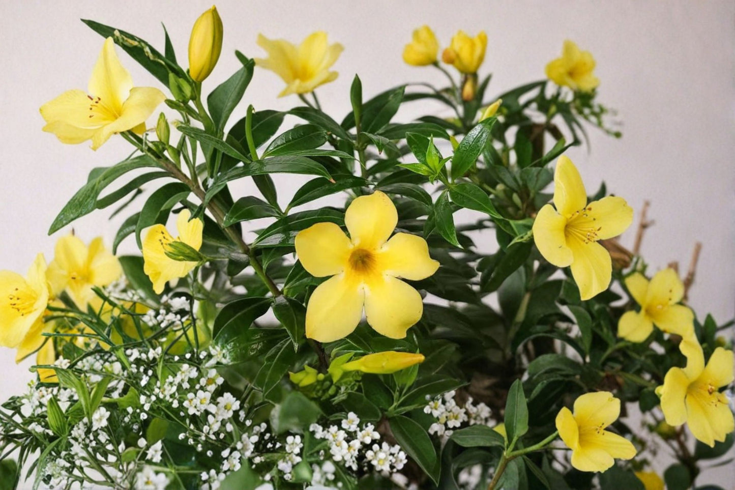 Dwarf Allamanda Live Plants (3 Pack) – 4–6" Tall – Allamanda cathartica