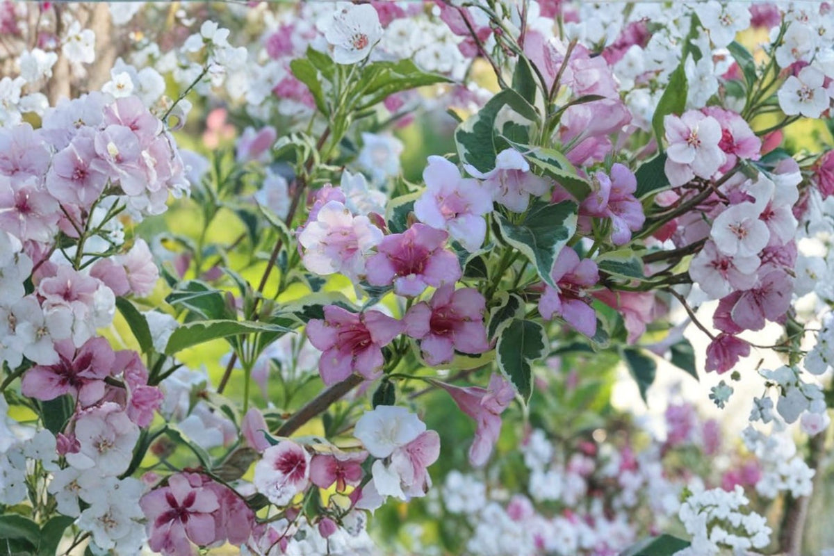 Variegated Weigela Live Plant | Weigela florida 'Variegata' | Pink Flowering Shrub | Hummingbird Garden Plant | 4+ Inch Starter Plant