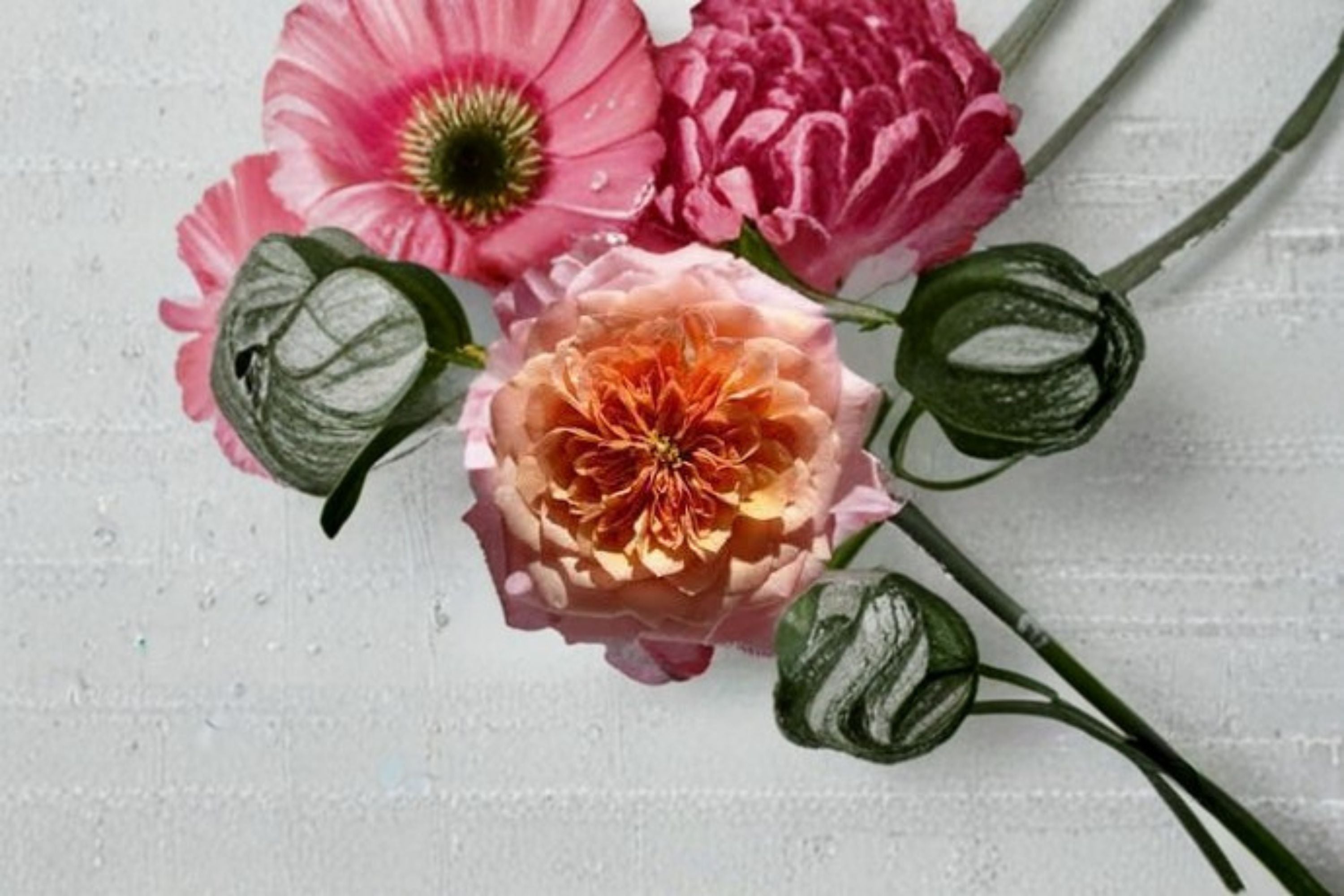 Miyabi Rose Live Plant – Japanese Repeat Blooming Cut Rose