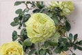 Jutta Rose Live Plant – Dutch Repeat Blooming Cut Rose