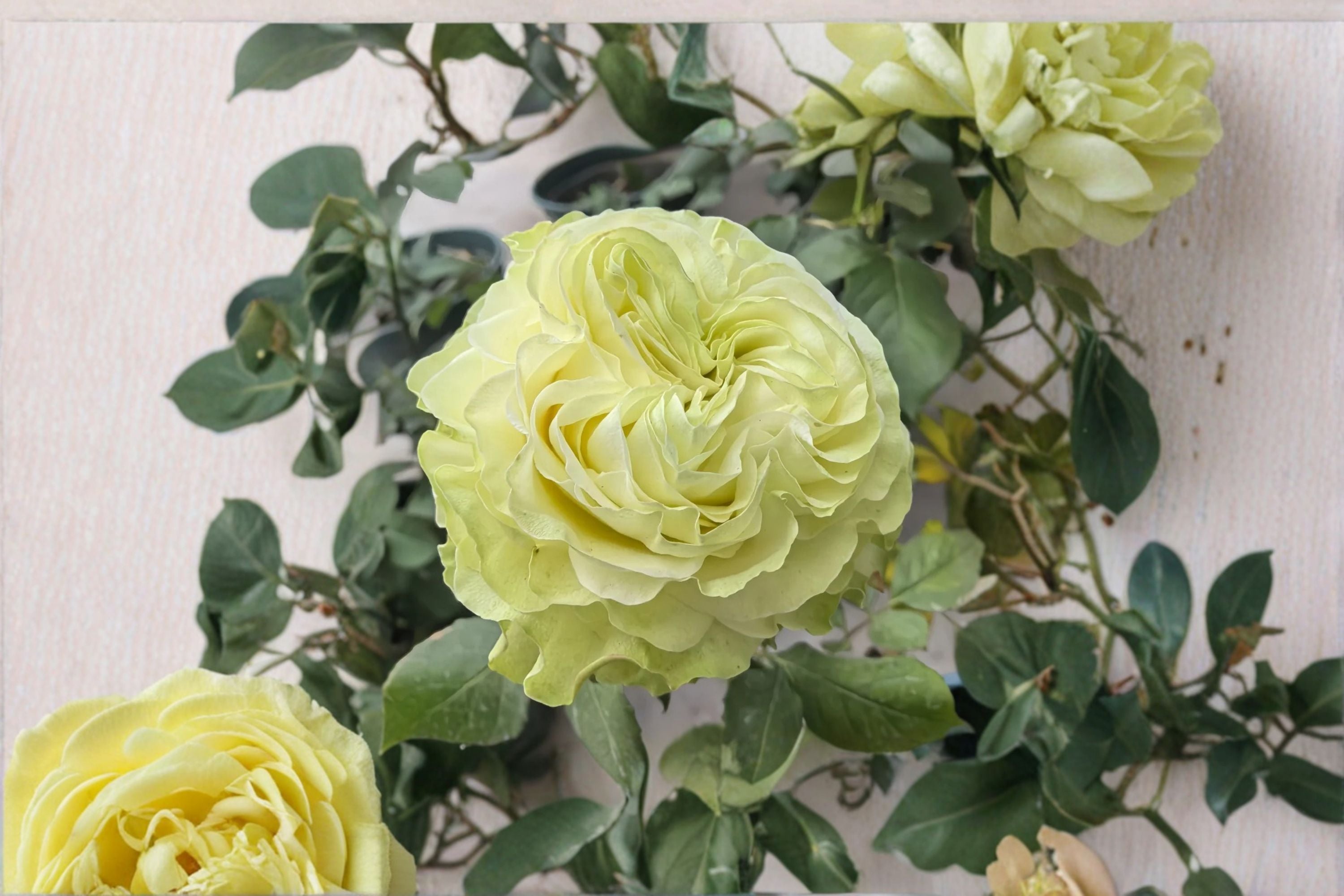 Jutta Rose Live Plant – Dutch Repeat Blooming Cut Rose