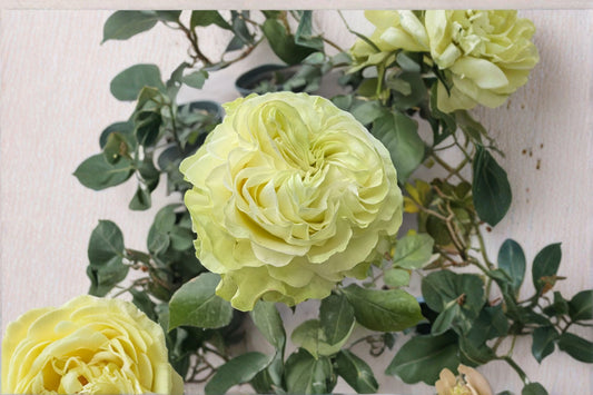 Jutta Rose Live Plant – Dutch Repeat Blooming Cut Rose
