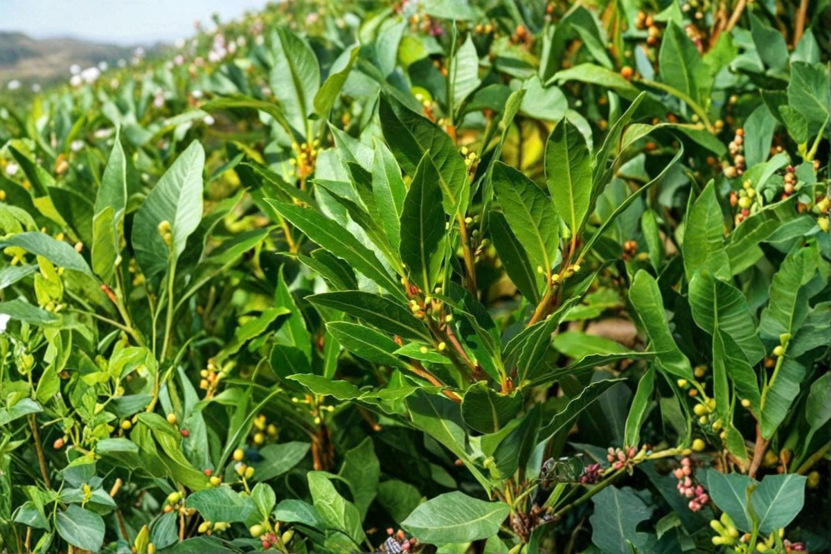 5 Sweet Bay Laurel Cuttings | Bay Tree Live Cuttings | Laurus nobilis | Fresh 6-8 Inch Cuttings | Bay Leaf Plant Propagation