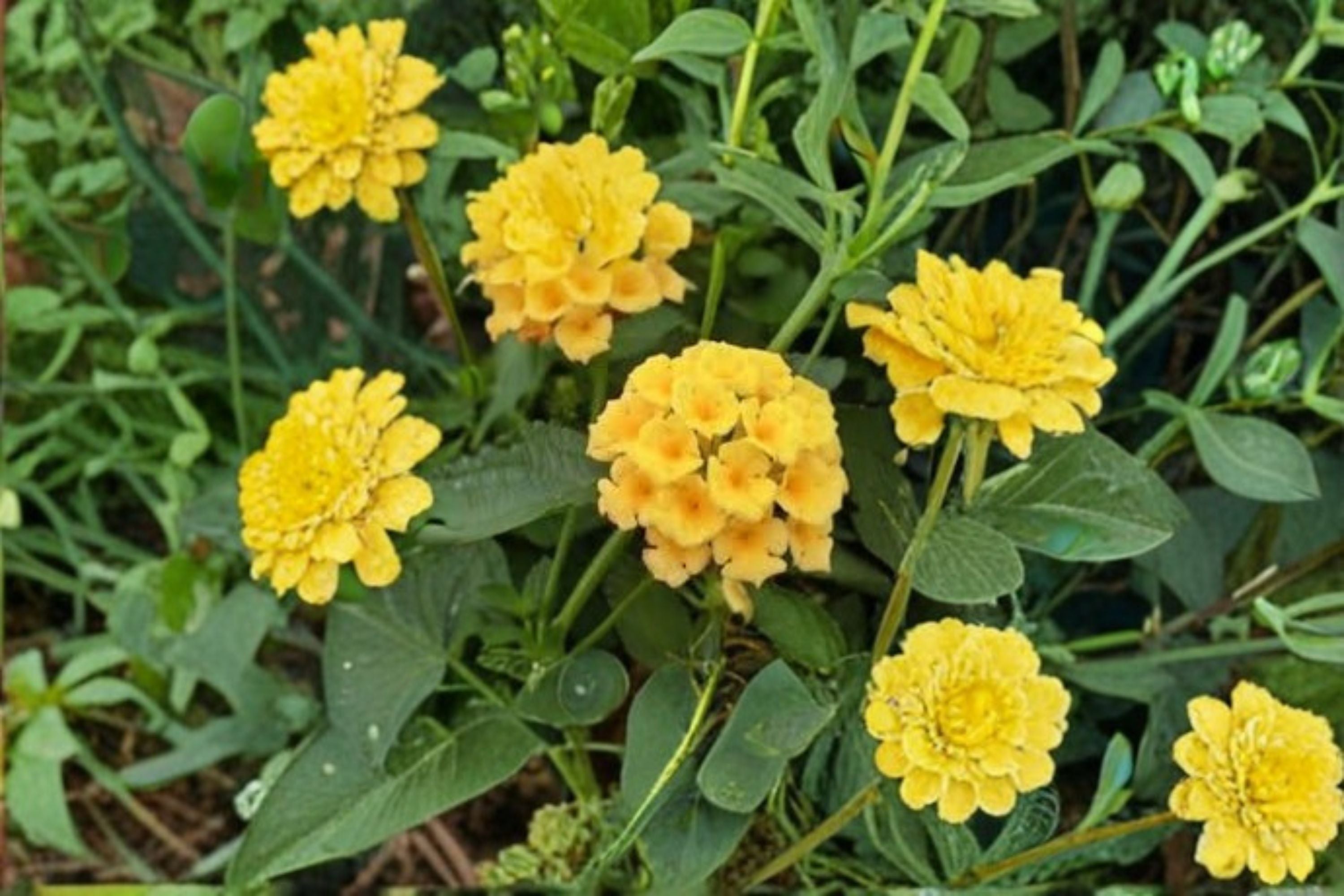 Gold Lantana 1 Plant – Lantana camara ‘New Gold’