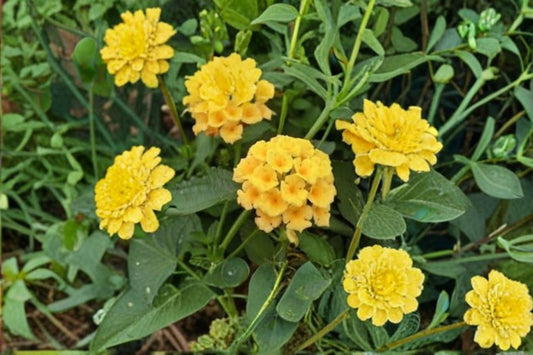 Gold Lantana 1 Plant – Lantana camara ‘New Gold’