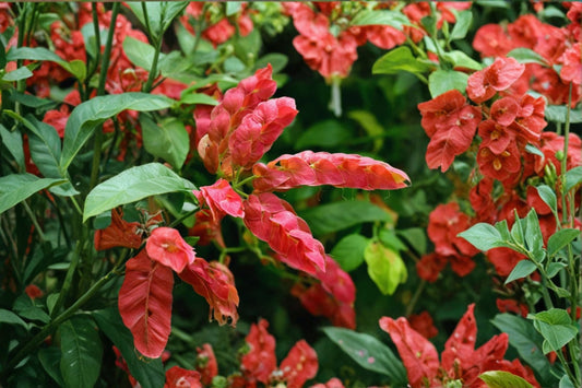 Red Shrimp Plant Live Starter – 4–6" Tall – Ships No Pot