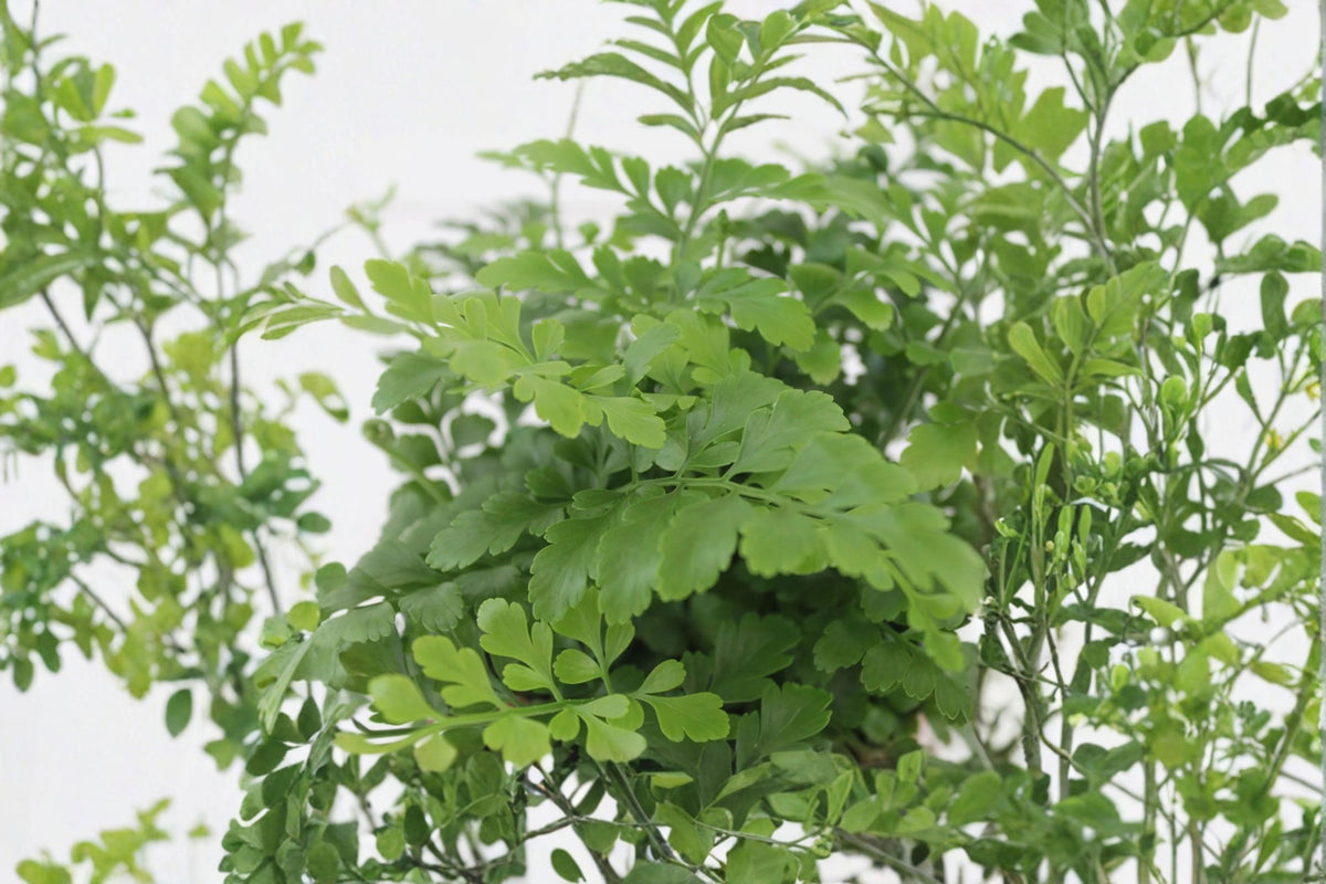 Austral Gem Fern Live Plant | Asplenium 'Parvati' | 4 Inch Pot | Exotic Fern Houseplant | Tropical Foliage Plant | Live Fer