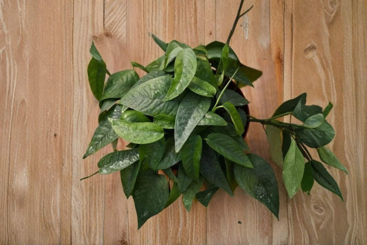 6 Cebu Blue Pothos Cuttings | Epipremnum pinnatum 'Cebu Blue' | Live Pothos Cuttings | Tropical Houseplant | Rooting & Propagation