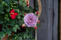 Novalis Rose Live Plant – Fragrant Own Root Shrub Rose