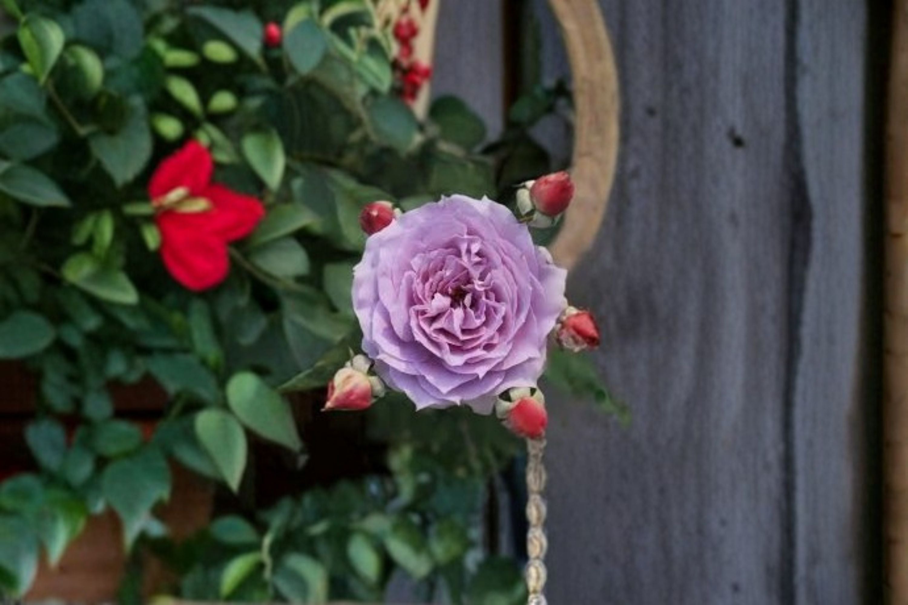 Novalis Rose Live Plant – Fragrant Own Root Shrub Rose