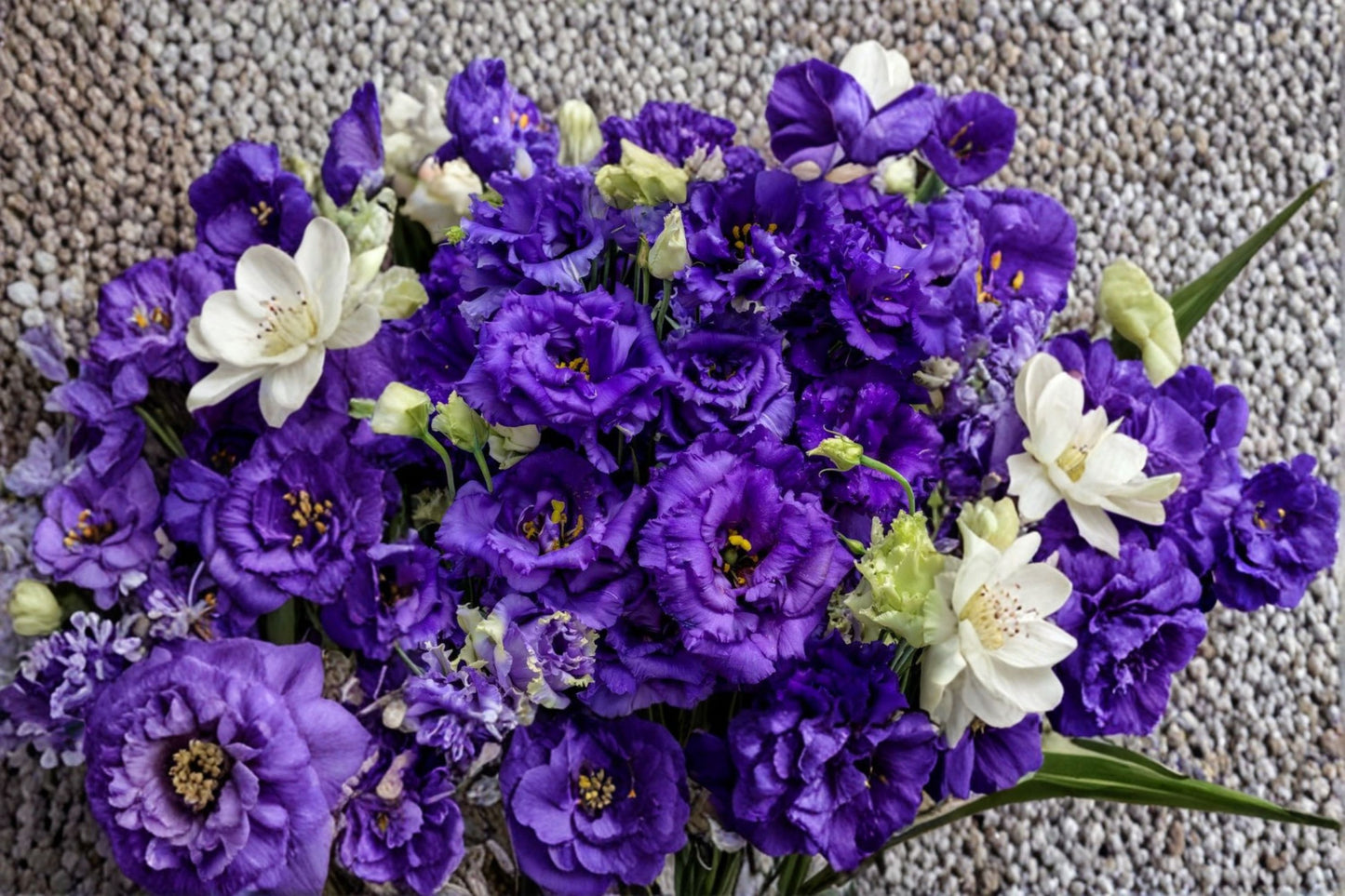 Lisianthus Voyage 2 Blue Live Plug Plant – 1–3" Tall – Eustoma grandiflorum