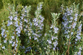 Irene Rosemary 1 Plant – Rosmarinus officinalis ‘Irene’