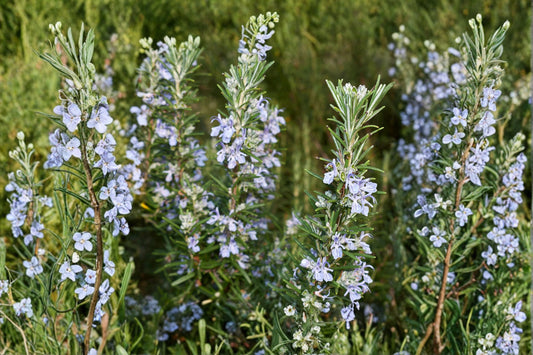 Irene Rosemary 1 Plant – Rosmarinus officinalis ‘Irene’