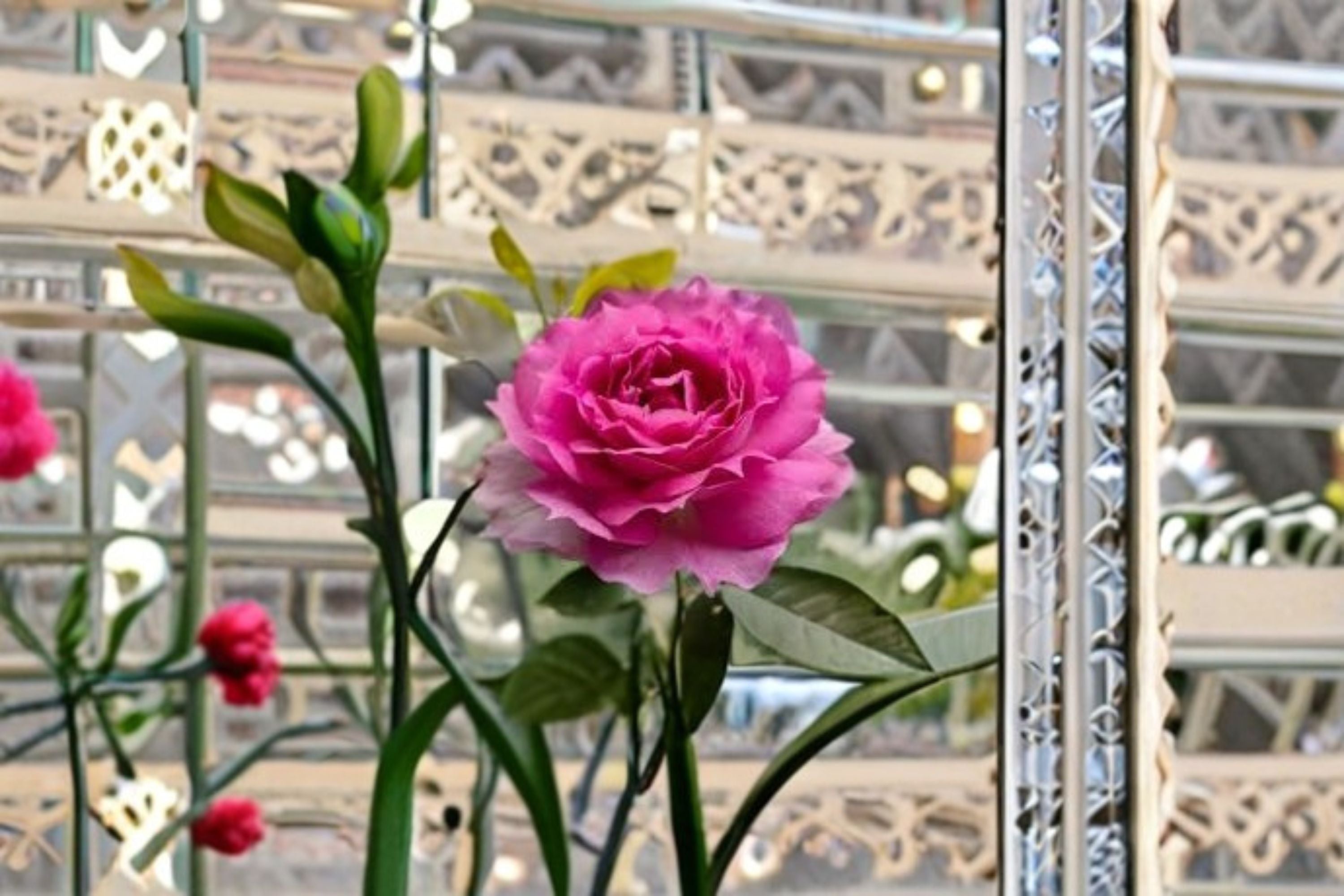 Sheherazad Rose Live Plant – Fragrant Repeat Blooming Rose