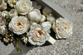 Kashou Japanese Rose Own Root Live Plant – Fragrant Hybrid Tea Cut Rose