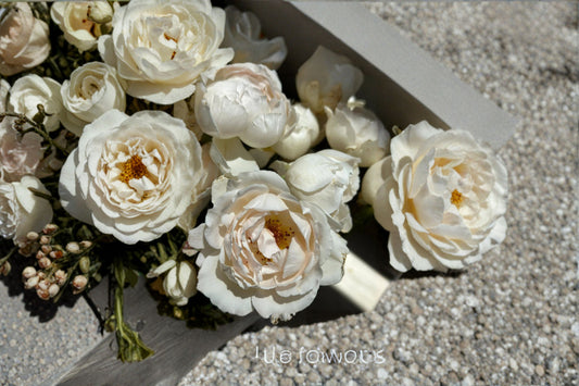 Kashou Japanese Rose Own Root Live Plant – Fragrant Hybrid Tea Cut Rose