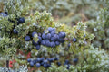 Common Juniper Seeds Juniperus communis Evergreen Shrub Seeds Ornamental Garden Planting 25 Seeds