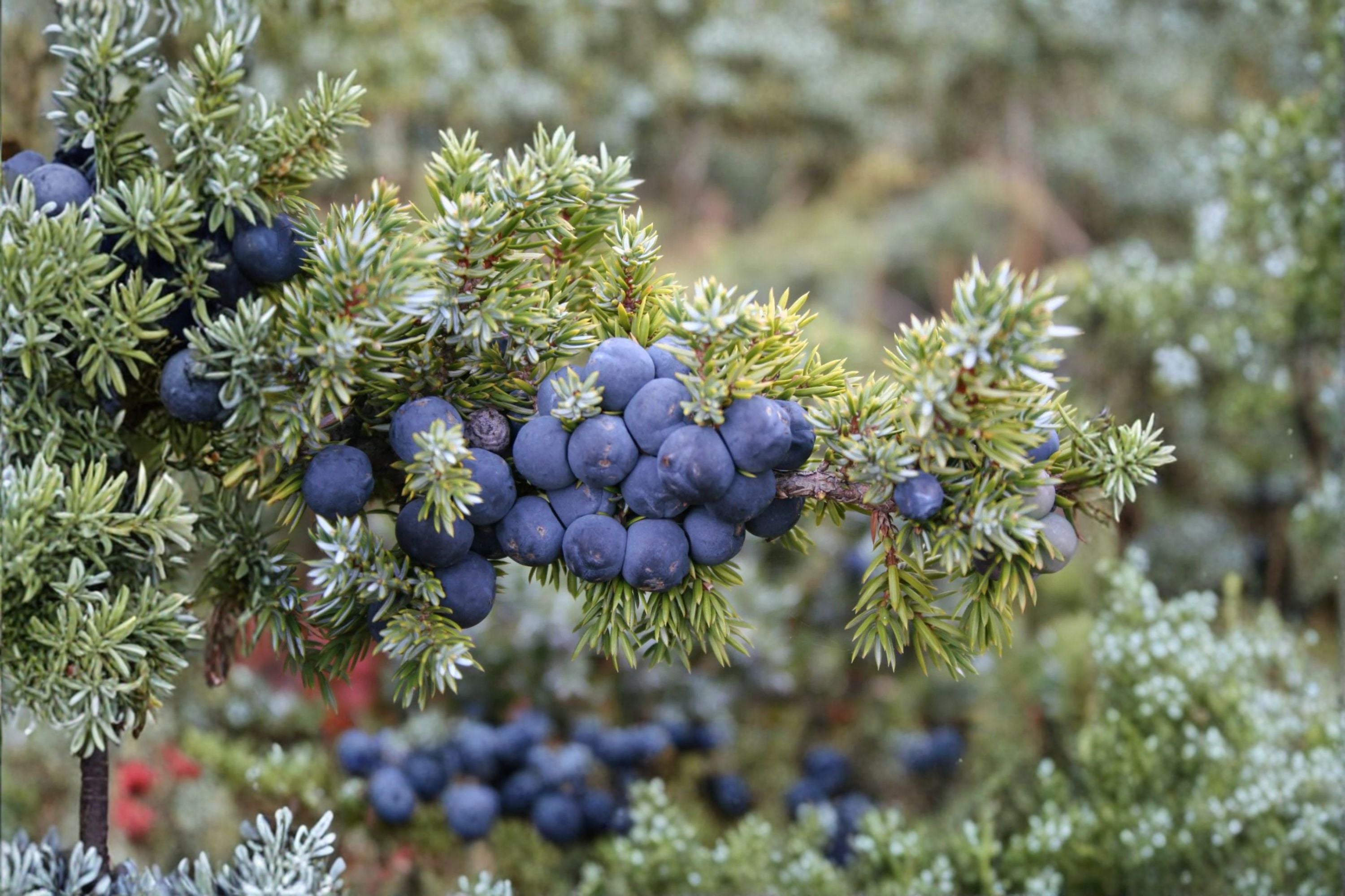 Common Juniper Seeds Juniperus communis Evergreen Shrub Seeds Ornamental Garden Planting 25 Seeds